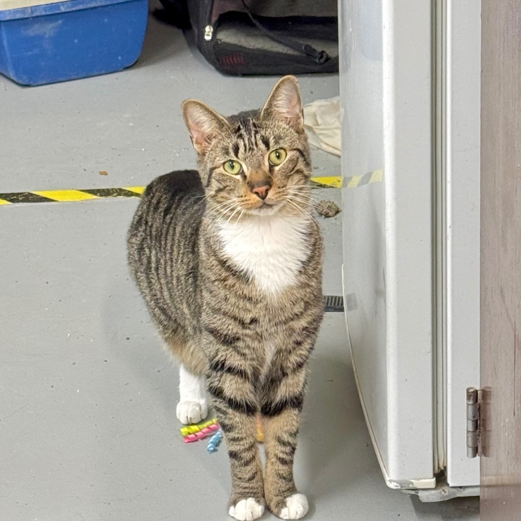 BOXY, an adoptable Domestic Short Hair in Battle Creek, MI, 49017 | Photo Image 3