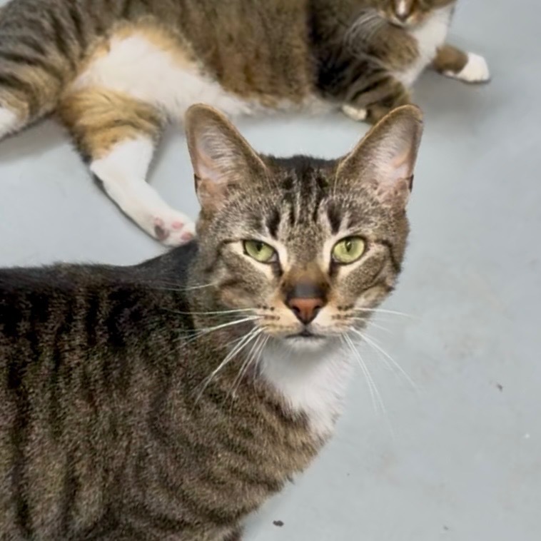 BOXY, an adoptable Domestic Short Hair in Battle Creek, MI, 49017 | Photo Image 4
