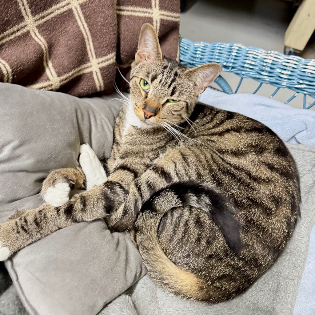 BOXY, an adoptable Domestic Short Hair in Battle Creek, MI, 49017 | Photo Image 5