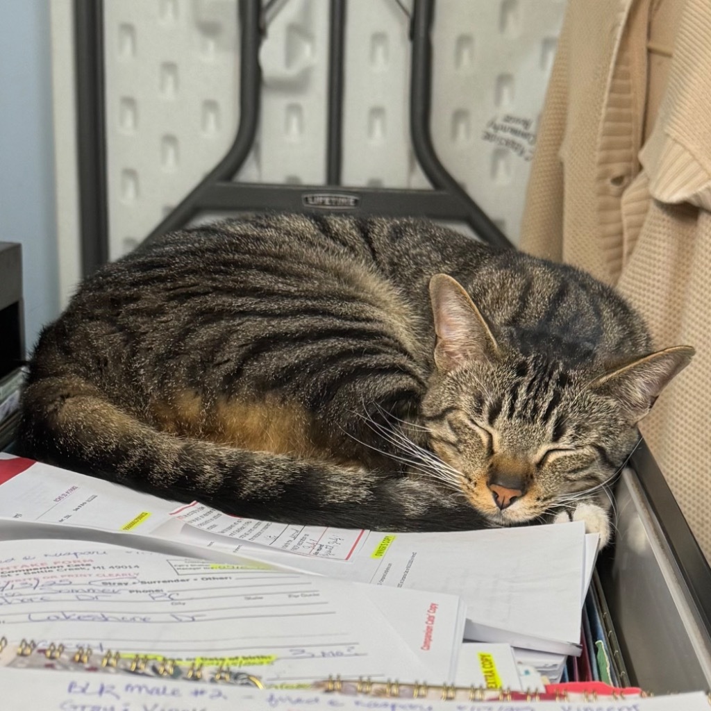 BOXY, an adoptable Domestic Short Hair in Battle Creek, MI, 49017 | Photo Image 6