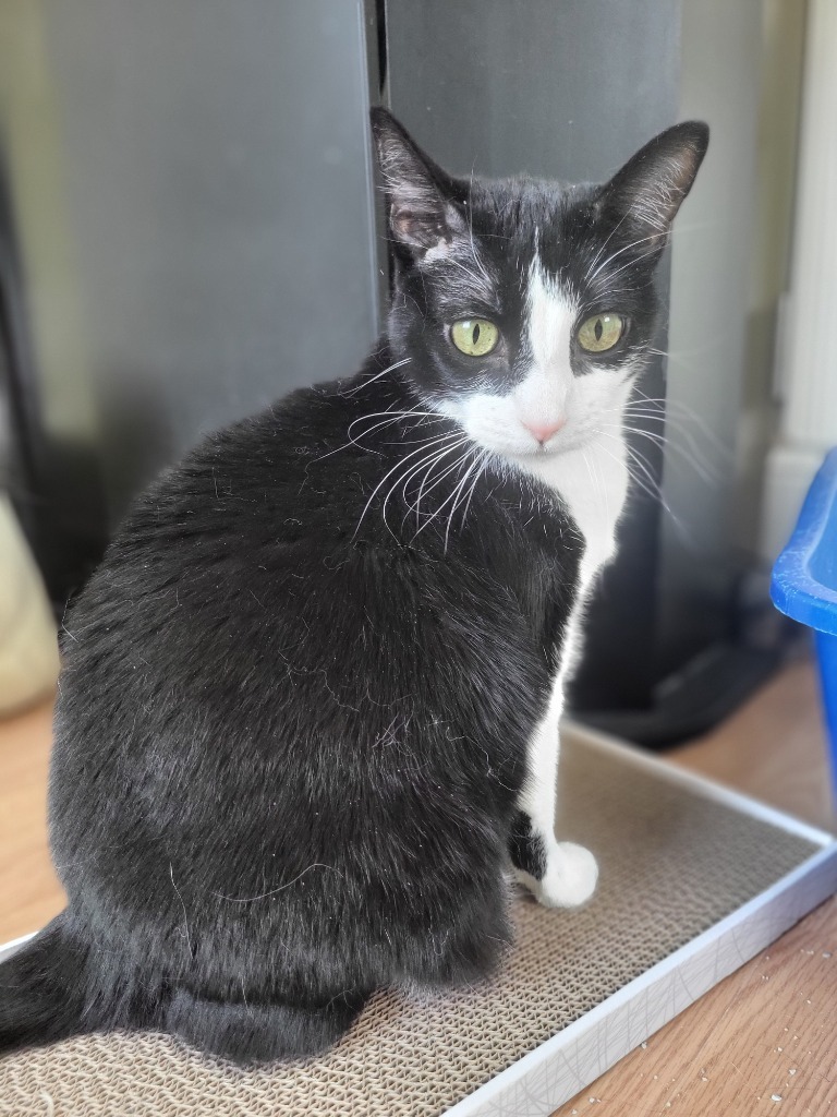 Olive, an adoptable Domestic Short Hair in Salt Lake City, UT, 84117 | Photo Image 1