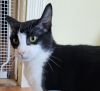 Olive photo 3