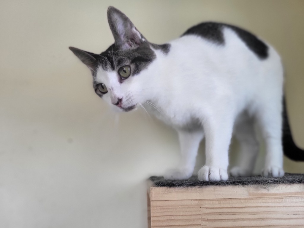 Sweet Pepper, an adoptable Domestic Short Hair in Salt Lake City, UT, 84117 | Photo Image 1