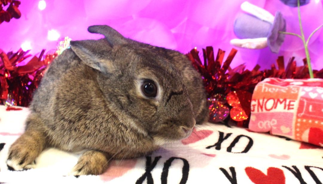 Rabbit for adoption Baylee, an American in Hillside, NJ Petfinder