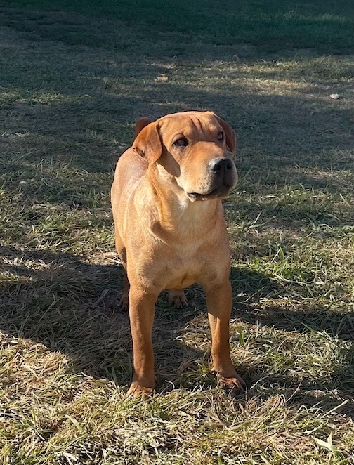 Shar pei best sale cross beagle