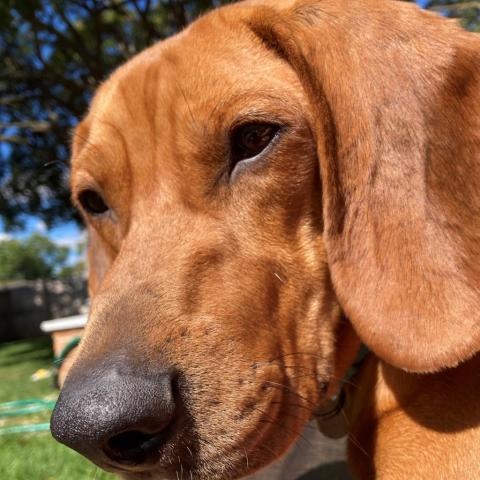 are redbone coonhound puppies lazy