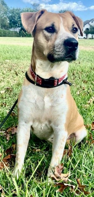 beagle malamute mix