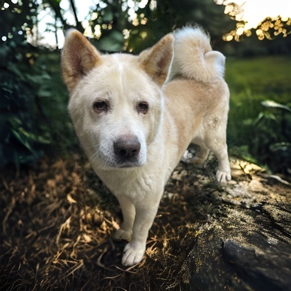 Dale, an adoptable Akita Mix in Cumberland, MD_image-1