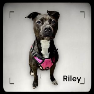 Riley - AKA Nilah