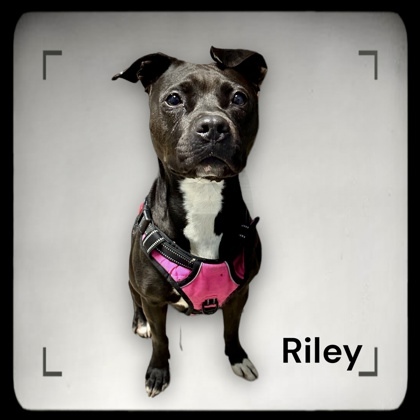 Riley - AKA Nilah 1