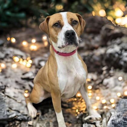 Honey Pup, an adoptable Boxer & American Bulldog Mix in Cumberland, MD_image-1