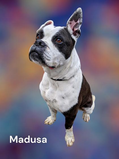 Madusa, an adoptable Boxer Mix in Cumberland, MD_image-2