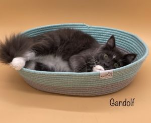 Gandolf