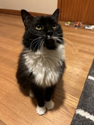 Sylvester