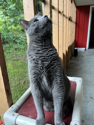 Smoke, an adoptable Domestic Short Hair in Cumberland, MD_image-2