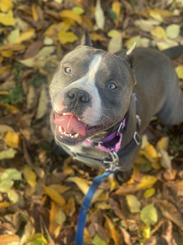 blue pitbull uncropped ears