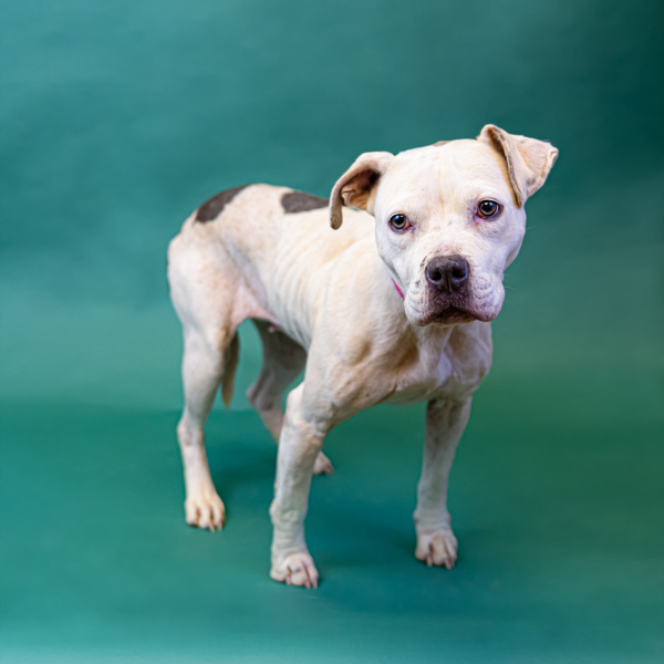 Dog for adoption Pen 195 Cleo Hw Tx a Pit Bull Terrier Mix in