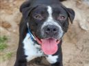 DEVO's profile on Petfinder.com