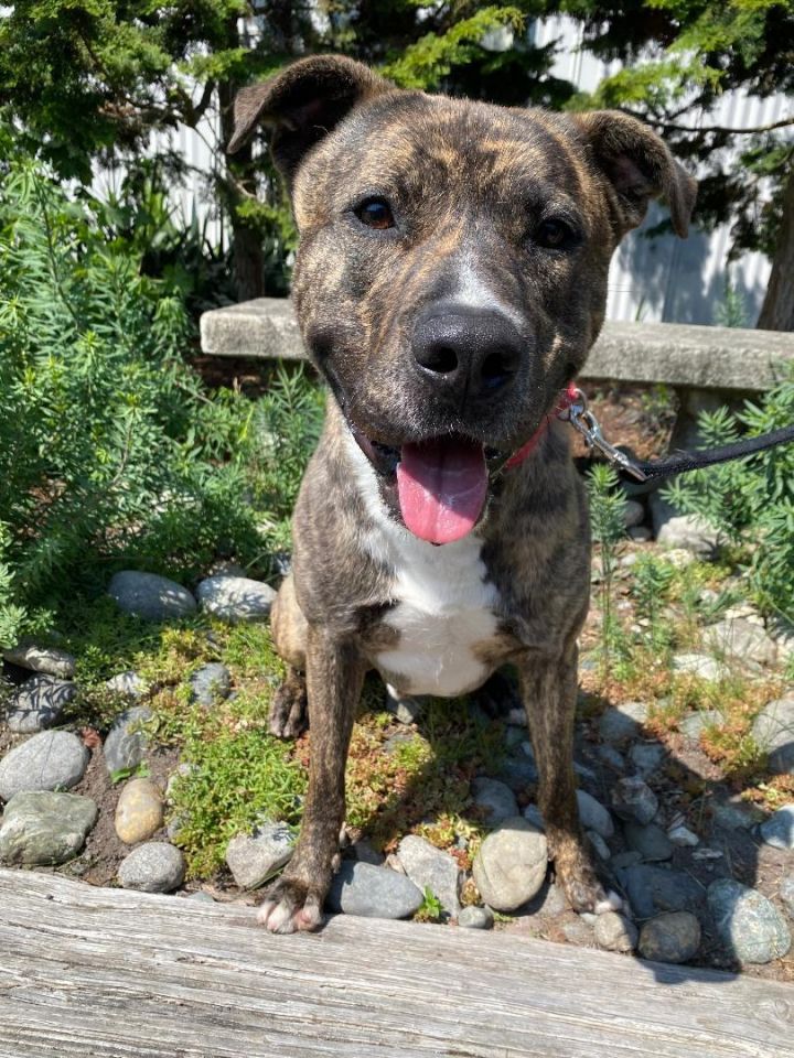 Brindle shepherd sale pitbull mix