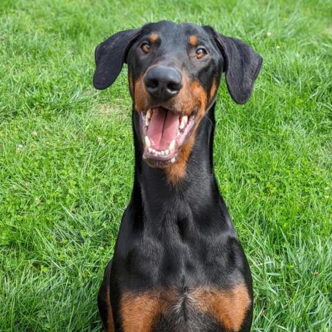 7698 Ky, an adoptable Doberman Pinscher in Sandown, NH, 03873 | Photo Image 1