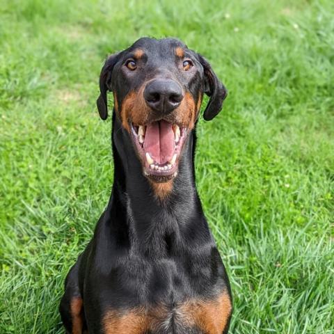 7698 Ky, an adoptable Doberman Pinscher in Sandown, NH, 03873 | Photo Image 2