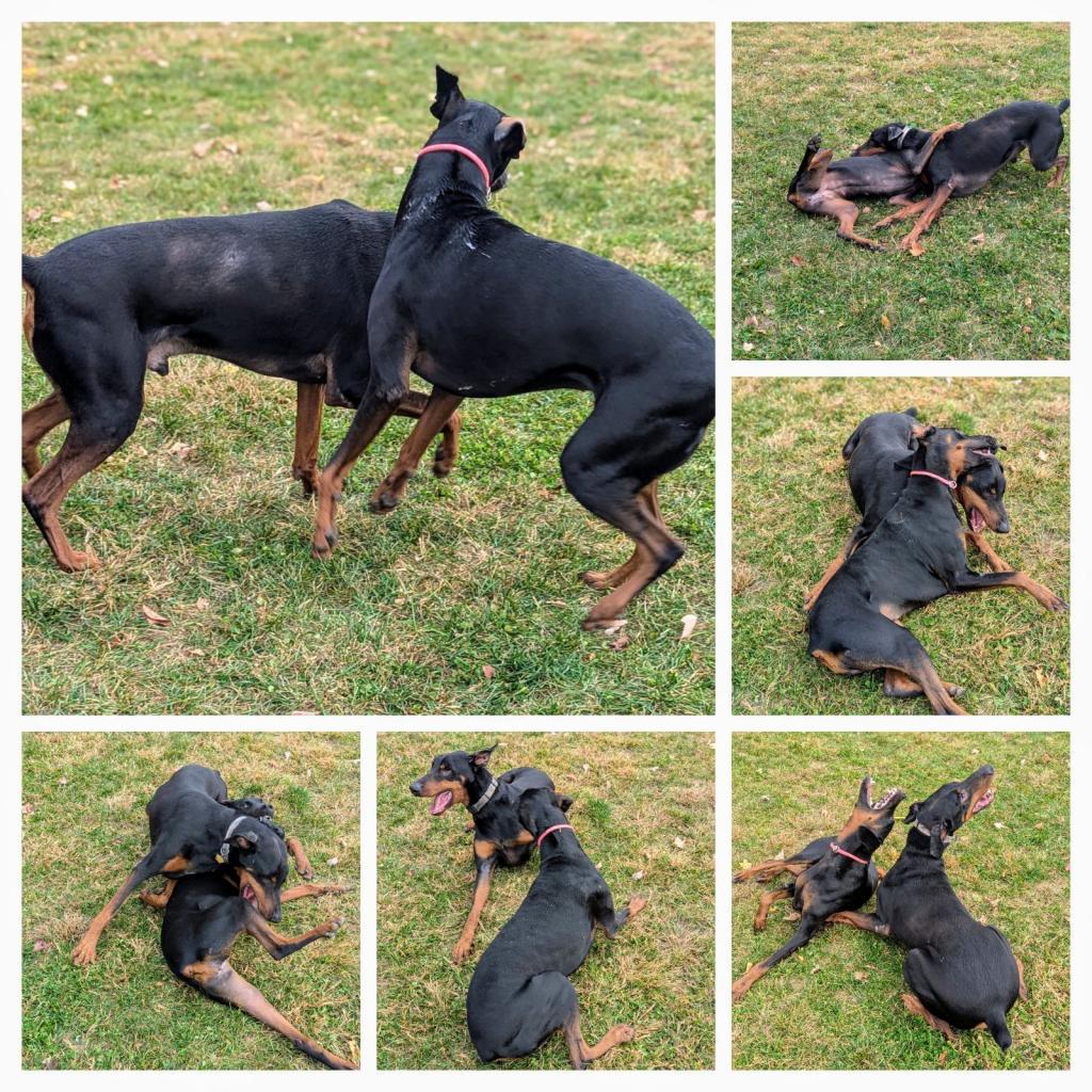 7698 Ky, an adoptable Doberman Pinscher in Sandown, NH, 03873 | Photo Image 2