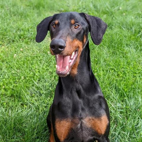 7698 Ky, an adoptable Doberman Pinscher in Sandown, NH, 03873 | Photo Image 3