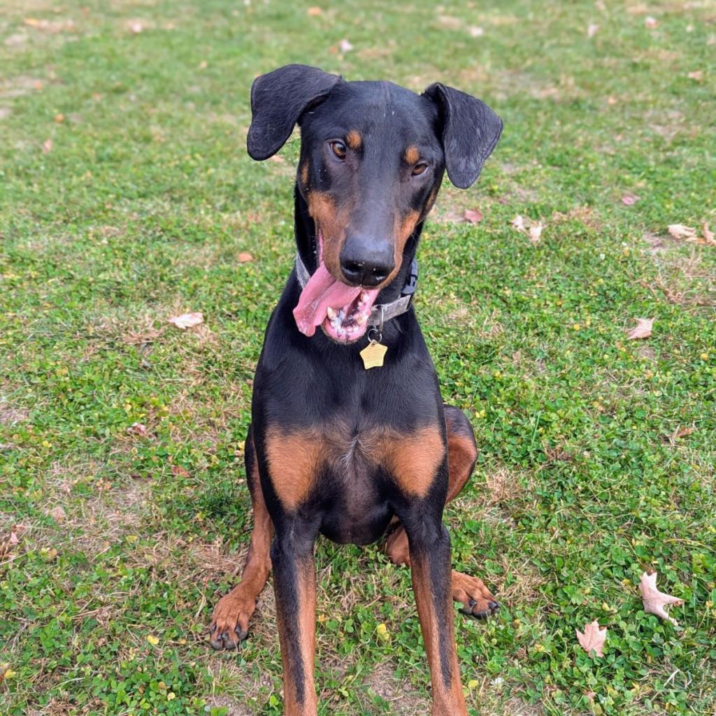 7698 Ky, an adoptable Doberman Pinscher in Sandown, NH, 03873 | Photo Image 3