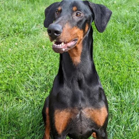 7698 Ky, an adoptable Doberman Pinscher in Sandown, NH, 03873 | Photo Image 3