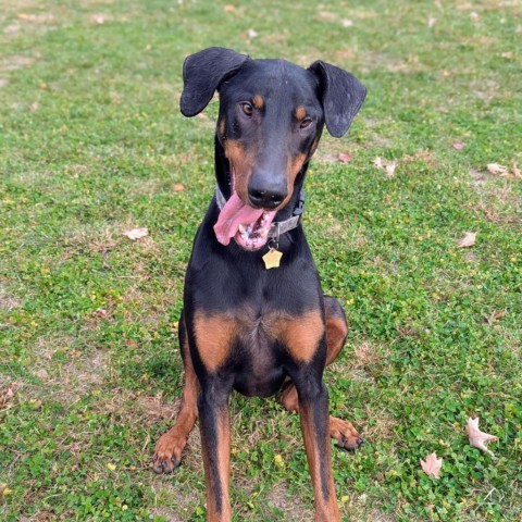 7698 Ky, an adoptable Doberman Pinscher in Sandown, NH, 03873 | Photo Image 6