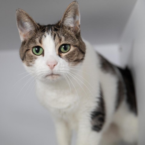 Zhara, an adoptable Domestic Short Hair in Salt Lake City, UT, 84106 | Photo Image 1