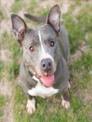 SAVANAH's profile on Petfinder.com