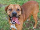 HUNTER's profile on Petfinder.com