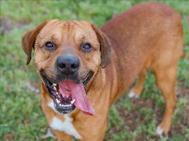 HUNTER, an adoptable Black Mouth Cur & Boxer Mix in Conroe, TX_image-1