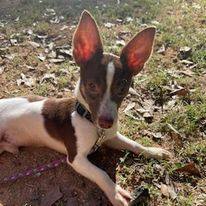 Rat terrier best sale rescue near me