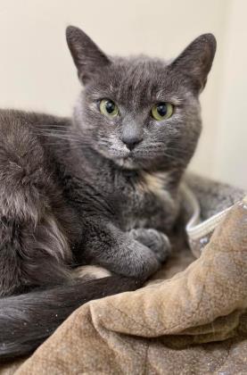 Emma, an adoptable Domestic Short Hair in Clarks Summit, PA_image-1