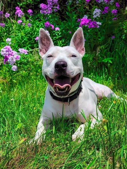 Taffy, an adoptable Bull Terrier Mix in Clarks Summit, PA_image-1