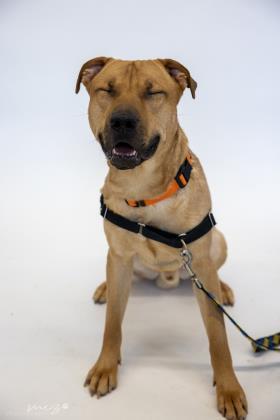 Brutus, an adoptable Labrador Retriever & Pit Bull Terrier Mix in Clarks Summit, PA_image-3