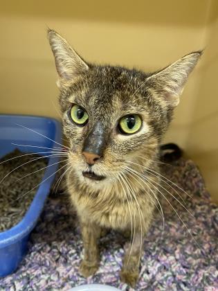 Edith, an adoptable Domestic Short Hair in Clarks Summit, PA_image-2