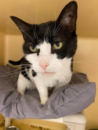 Dolores, an adoptable Domestic Short Hair in Clarks Summit, PA_image-1