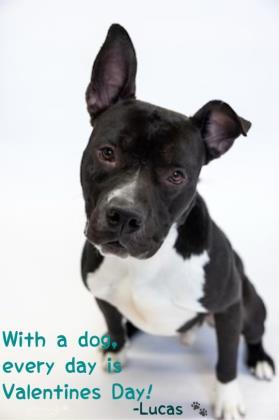 Lucas, an adoptable Mixed Breed in Clarks Summit, PA_image-3