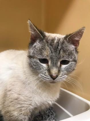 Alli, an adoptable Siamese & Domestic Short Hair Mix in Clarks Summit, PA_image-3