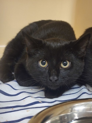 Skipper, an adoptable Domestic Short Hair in Clarks Summit, PA_image-1