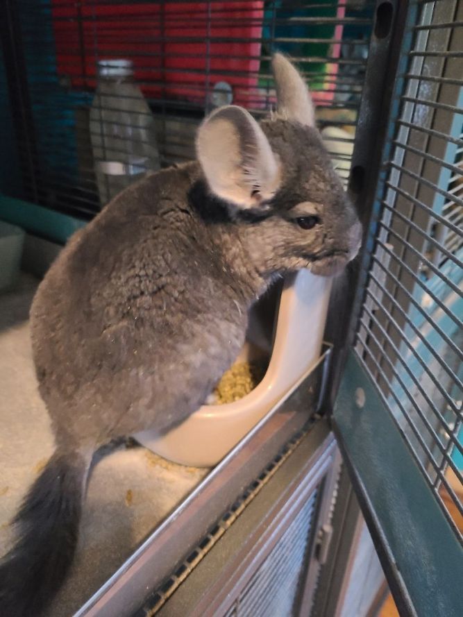 do chinchillas shed