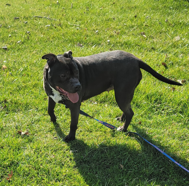 Kaylee, an adoptable Staffordshire Bull Terrier, Pit Bull Terrier in Frankenmuth, MI, 48734 | Photo Image 1