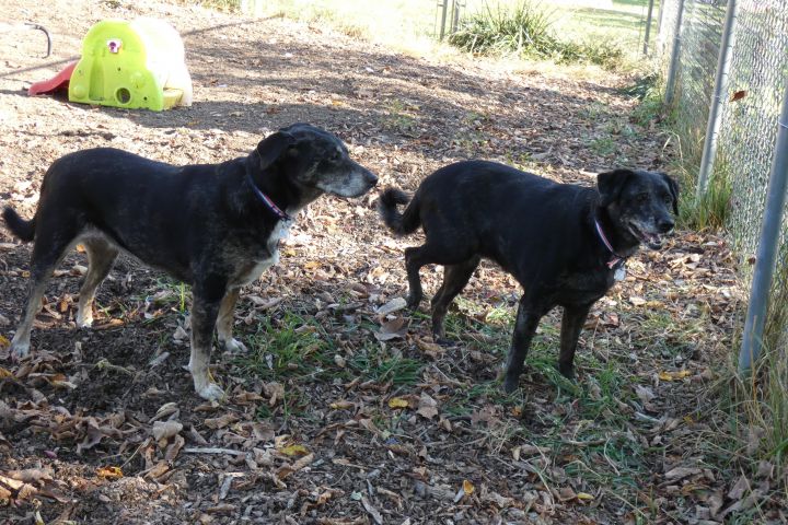 Stormy and Paisley, an adoptable Black Labrador Retriever & Catahoula Leopard Dog Mix in Bloomingdale, NJ_image-2