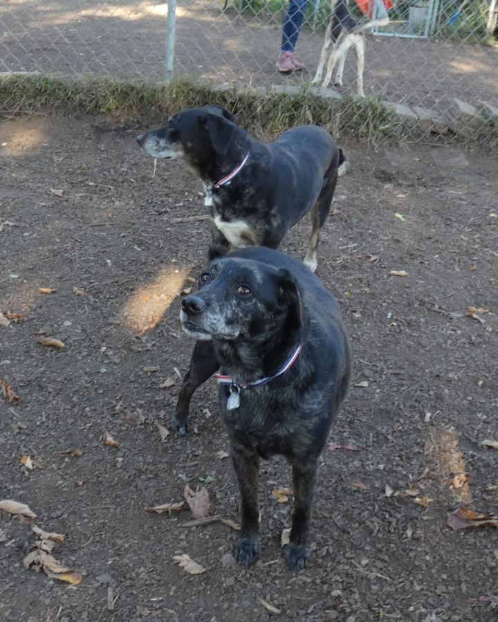 Stormy and Paisley, an adoptable Black Labrador Retriever & Catahoula Leopard Dog Mix in Bloomingdale, NJ_image-5