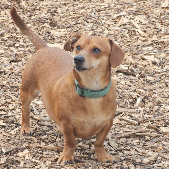 Sausage and Biscuit, an adoptable Dachshund in Bloomingdale, NJ_image-4