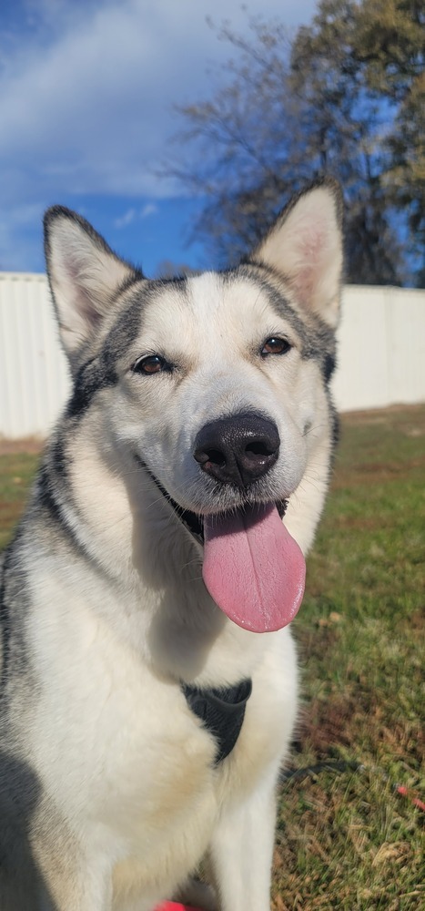 AC Tilly, an adoptable Husky in Fremont, NE, 68025 | Photo Image 1