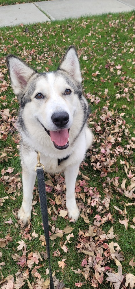 AC Tilly, an adoptable Husky in Fremont, NE, 68025 | Photo Image 2